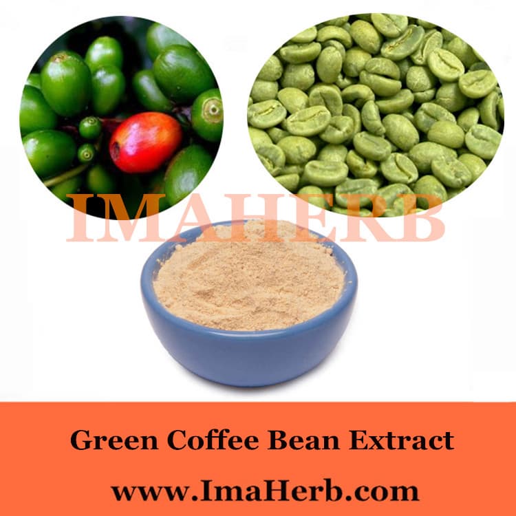 Green Coffee Bean Extract of lose weight
